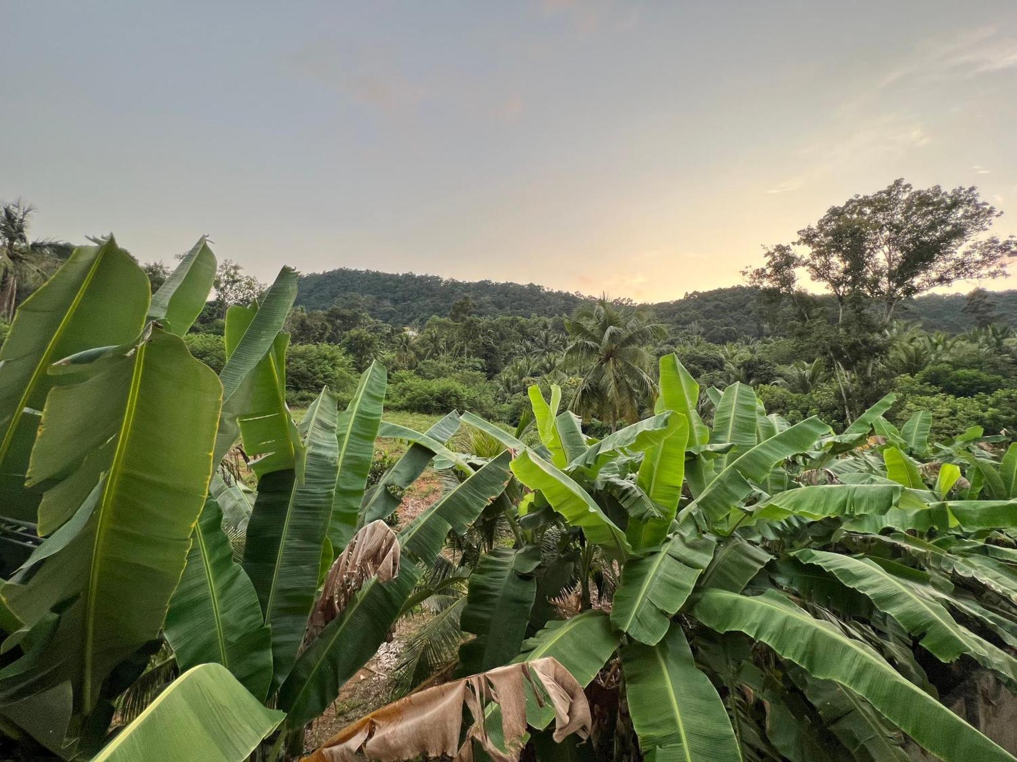 Bungalow Sang Tuoi Mountains Phú Quốc Eksteriør billede